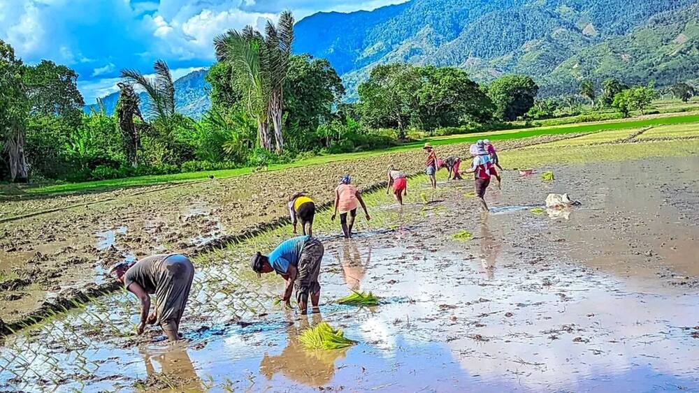 Rizière à Madagascar